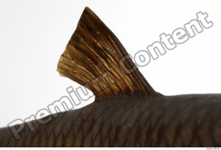 Common chub Squalius cephalus back fin 0002.jpg